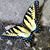 Kathy Rumer Alloway's profile image