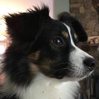 Kris Smith's profile image