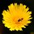 Shane VanOosterhout's profile image