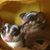 Ellen Chambers's profile image
