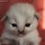 Diane Widener's profile image