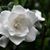 Linda Whitby's profile image