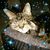 Dee Cooper's profile image