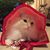Christine Stehle's profile image