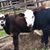 Patrice Soileau's profile image