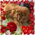 Linda Modelfino's profile image
