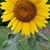Janet Damren's profile image