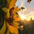Joyce Brubaker's profile image
