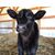 Brandi Kinman's profile image