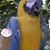 George Togeg's profile image