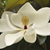Southern Transcription Services's profile image