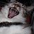 Antonio Oac's profile image