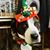 Beth Antoci's profile image