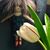 Sue Massey's profile image