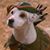 Rue Meka Uba's profile image
