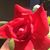 Debbie Ryan Langum's profile image