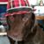 Anne Runnells's profile image