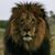 Jo Anne SawyerKnoll's profile image