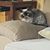 Sue Shipley Thompson's profile image