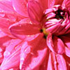 cafecritic's profile image