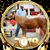 Suzi Bigelow's profile image