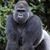Francois Muchachuman's profile image