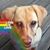 Sue Spear's profile image