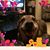Lisa Kuperman Smith's profile image