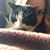 Jennie Lee Belleau's profile image