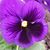 Dorothy Cardiel's profile image
