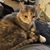 Rosalyn Ayres's profile image