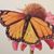 Dana Abramovitz's profile image