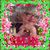 Deborah Nichols's profile image