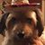 Jenni Belcher Rowe's profile image
