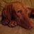 Karen Antal's profile image