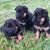 Jacqueline Pelfrey's profile image