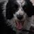 Glenn Simpson's profile image