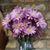 Susan Summers Miller's profile image