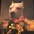 Tarkan Roberts's profile image