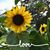 Cindy Johnson's profile image