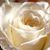 Parvaneh Mansourzadeh's profile image