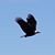 Shavaun Mara Kidd's profile image