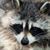 Lyne Bradley-Bogielski's profile image