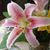 Jan Goodland-Metz's profile image