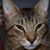 Cheryl Schneider's profile image