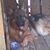 Sarah Scroggins Mason's profile image