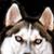 Norman Graziani's profile image