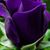 Clarice Norton Hinrichs's profile image