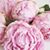 Susie Williams Ray's profile image