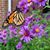 Patricia Plemmons Lambert's profile image